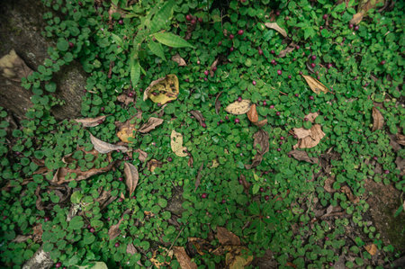 Discover a captivating scene of vibrant green foliage and scattered leaves around a serene waterfall...
