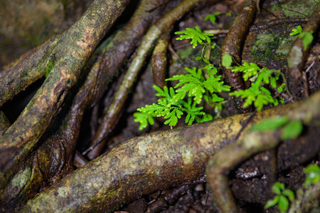 A vibrant green fern emerges amidst twisting tree roots in a dark forest, highlighting the rich textures and natural beauty of woodland life.の写真素材