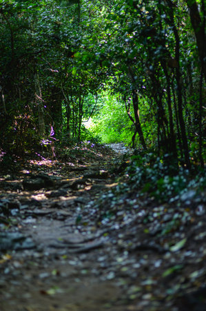 A serene forest pathway leads toward bright green light, surrounded by lush trees and underbrush,...