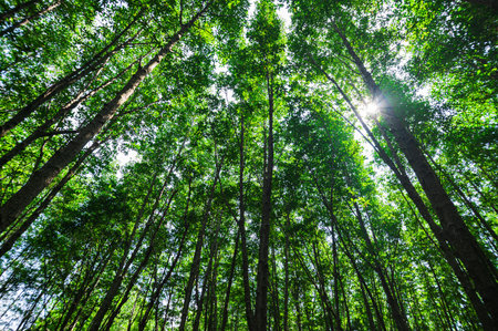 Discover the vibrant and lush mangrove forests in Thung Prong Thong, Rayong Province, Thailand, showcasing nature's beauty and importance in environmental protection.の写真素材
