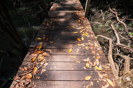 Explore the enchanting wooden path along the mangrove forests of Thung Prong Thong in Rayong Province, Thailand. Experience nature's serenity.の写真素材