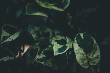 Discover the beauty of lush green leaves, representing nature