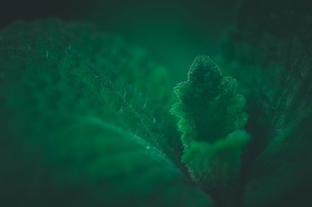 Explore the intricate details of a green leaf showcasing new growth. This close-up highlights the...