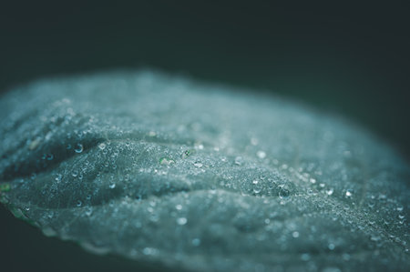 Captivating close-up view of a leaf covered in dew drops, emphasizing the beauty of nature and conservation. Perfect for environmental themes and ecological projects.の写真素材