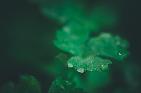 This stunning close-up captures a fresh green leaf adorned with water droplets, symbolizing nature's purity and the beauty of conservation efforts in a tranquil environment.の写真素材
