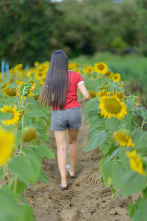 A young woman strolls through a vibrant sunflower field under the sun. This serene scene captures the beauty of nature and the joy of summer exploration, perfect for lifestyle and gardening themes.の写真素材