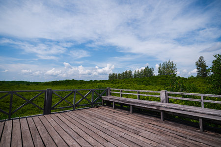 Explore the serene beauty of mangrove forests in Thung Prong Thong, Rayong Province. A perfect spot for nature lovers, offering stunning views and fresh air.の写真素材