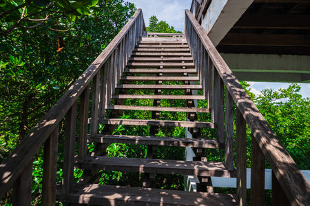 Explore the wooden stairs that lead through a lush mangrove forest, highlighting the importance of preserving natural habitats and promoting environmental awareness.の写真素材