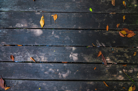 Discover a serene pathway through a mangrove forest in Thung Prong Thong, Rayong Province, decorated with fallen leaves highlighting nature's beauty.の写真素材