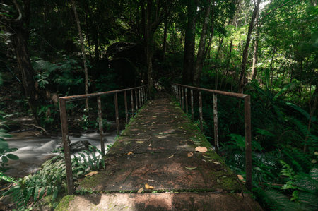 Discover a tranquil pathway leading to a waterfall in Chiang Mai, surrounded by lush greenery and serene natural beauty. Ideal for nature lovers and photographers.の写真素材