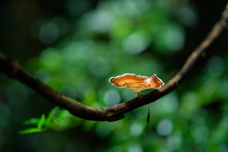A close-up view of a unique mushroom growing on a branch in a lush forest. The vibrant colors and textures showcase the beauty of nature and biodiversity.の写真素材