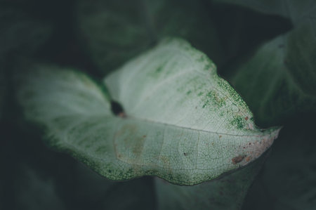 Explore the intricate texture of a leaf that emphasizes the importance of conservation and showcases...