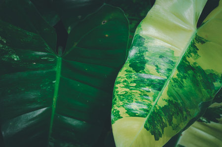 Explore the stunning beauty of lush green leaves that highlight nature's diversity. This close-up...
