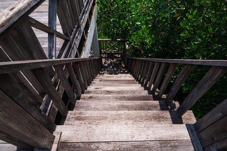 Explore the serene pathway of wooden stairs leading down into a vibrant mangrove forest. A perfect...
