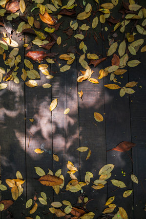 Discover the captivating beauty of fallen leaves scattered on a wooden pathway in the mystical...