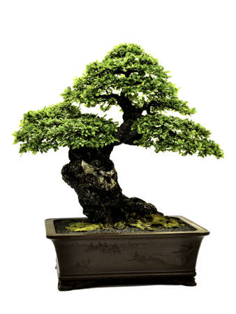 Bonsai in pot,Potted bonsai tree,Small tree in pot isolated on white backgroundの写真素材
