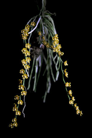 Orchid,Beautiful orchid on a black background,Orchid Thailand の写真素材