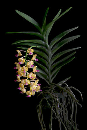 Orchid,Beautiful orchid on a black background,Orchid Thailand の写真素材