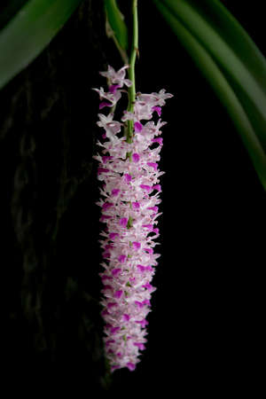 Orchid,Beautiful orchid on a black background,Orchid Thailand の写真素材