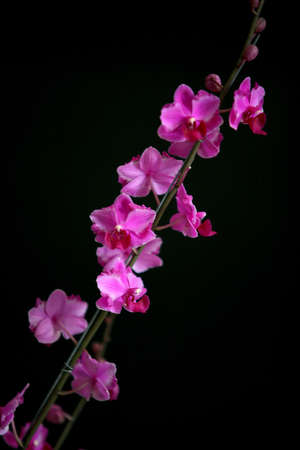 Orchid,Beautiful orchid on a black background,Orchid Thailand の写真素材