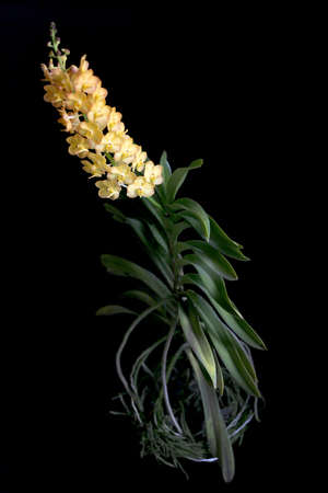 Orchid,Beautiful orchid on a black background,Orchid Thailand の写真素材