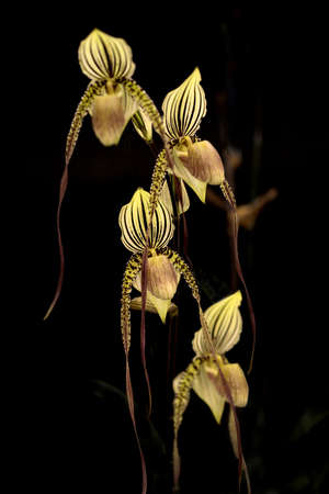 Orchid,Beautiful orchid on a black background,Orchid Thailand,Best beautiful orchid of Thailand,Best beautiful orchid の写真素材