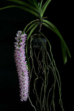 Orchid,Beautiful orchid on a black background,Orchid Thailand,Best beautiful orchid of Thailand,Best beautiful orchid の写真素材