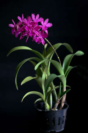 Orchid,Beautiful orchid on a black background,Orchid Thailand,Best beautiful orchid of Thailand,Best beautiful orchid の写真素材