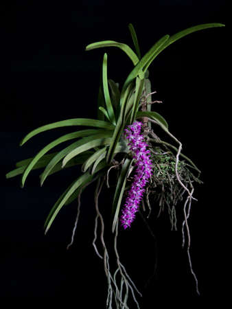 Orchid,Beautiful orchid on a black background,Orchid Thailand,Best beautiful orchid of Thailand,Best beautiful orchid の写真素材