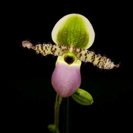 Paphiopedilum spp,Beautiful Lady Slipper,Slipper orchid,Beautiful orchid on a background Image の写真素材