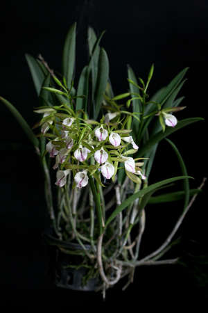 White orchid,Beautiful orchid on a black background image の写真素材