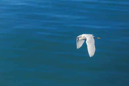 Great Egret flying over the seaの写真素材
