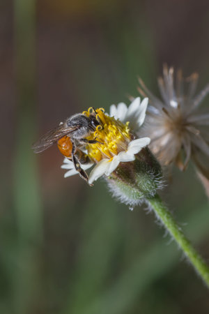 Macro Photo of Bee on the yellow flower.