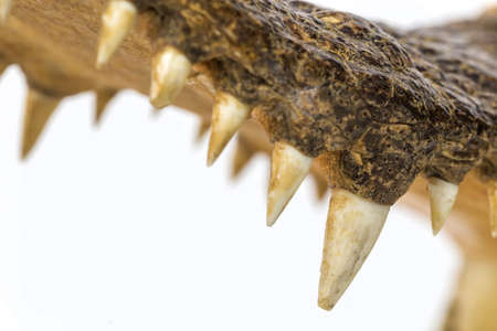 Close up teeth of crocodileの写真素材