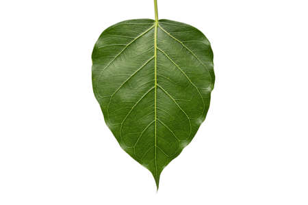 Bo leaves heart shaped isolated on white background.の写真素材