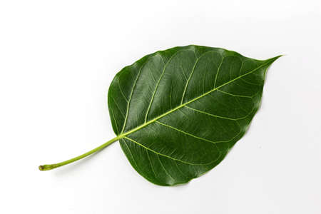 Bo leaves heart shaped on white background.の写真素材