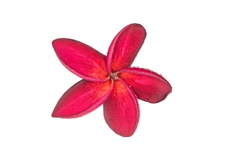 Red plumeria flower (or Frangipani flowers) on white backgroundの写真素材