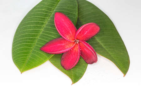 Red plumeria flower (or Frangipani flowers) with green leaf on white backgroundの写真素材