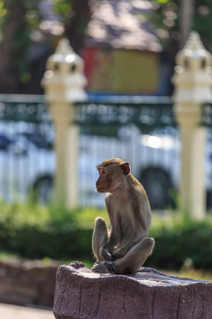 Monkey in Attractions(temple in Thailand)wait calmly for fruits from the touristの写真素材
