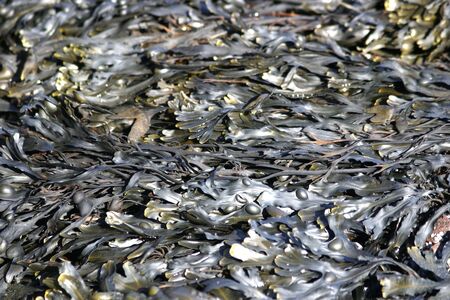Bladderwrack Seaweed or Fucus Vesiculosusの写真素材