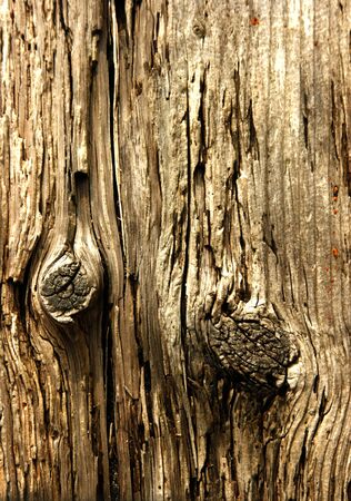 TIMBER BOARD GRAIN WITH TWO KNOTSの写真素材