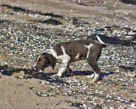 Spaniel sniffing on Cramond Beach, Edinburgh, Scotlandの写真素材