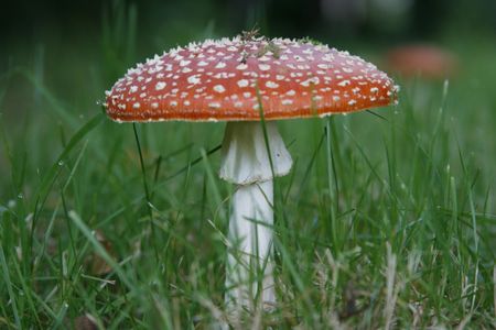 Fly Agaric is poisonous, causes hallucinations, stomach upsets, muscle spasms and can be fatalの写真素材