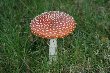 Fly Agaric is poisonous, causes hallucinations, stomach upsets, muscle spasms and can be fatalの写真素材