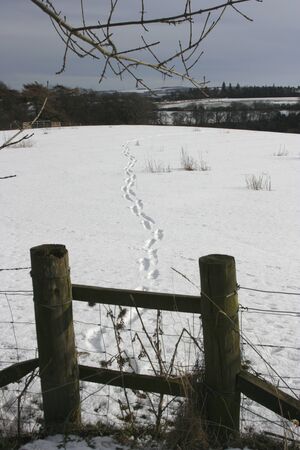 A stile, some snow and a few footprintsの写真素材