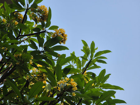 Yellow Frangipani flowers with blue sky background, Thailand.