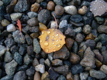 autumn textureの写真素材