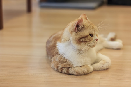 orange cat in catcafeの写真素材