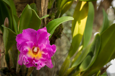 purple orchid flowers in the gradenの写真素材