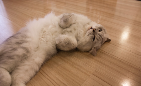gray Persian cat sleep on the floorの写真素材